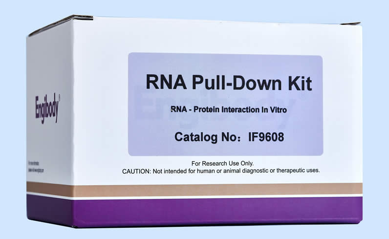 RNA Pull-down试剂盒