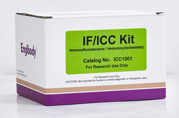 细胞免疫荧光ICC/IF Kit