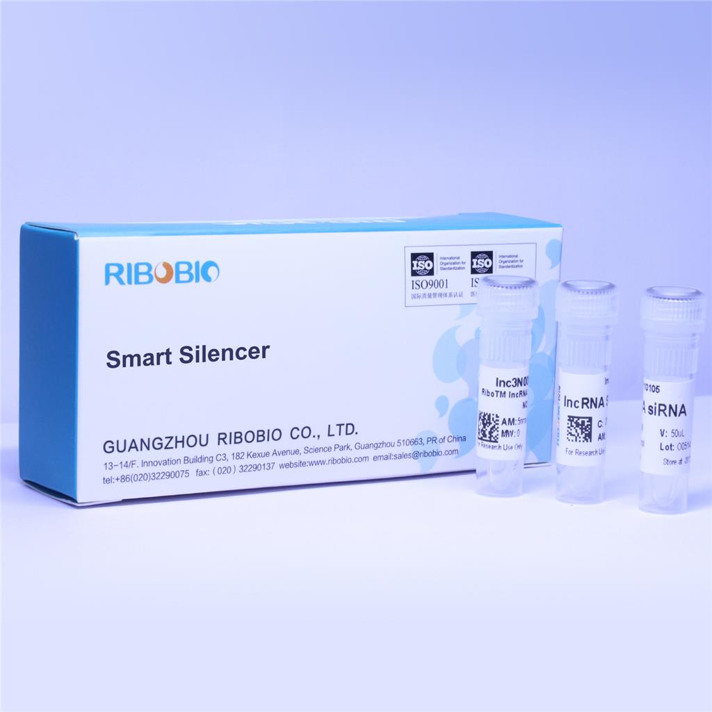 Smart Silencer-lncRNA/基因