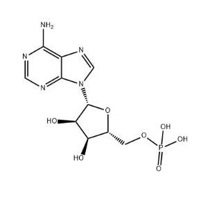 腺苷酸