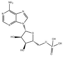 腺苷酸.jpg