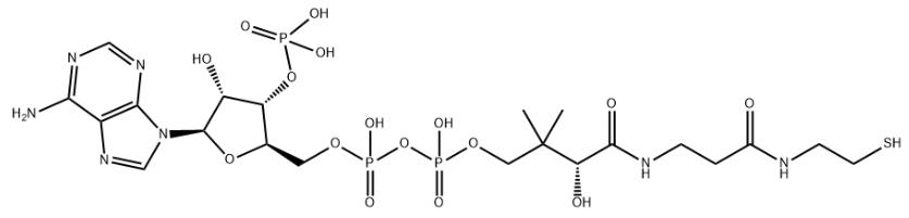 辅酶A.jpg