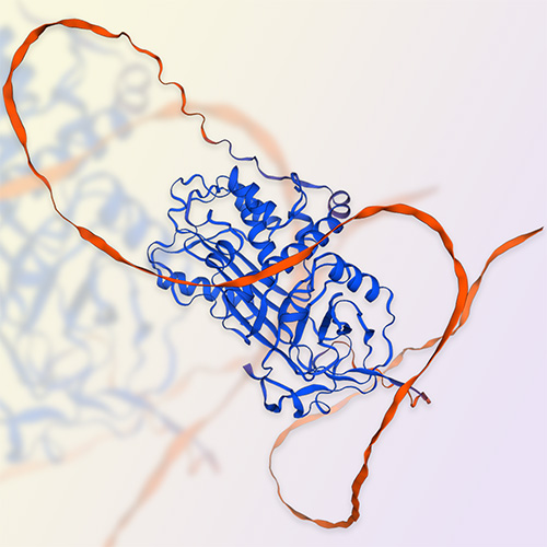 Serpin G1蛋白-ACROBiosystems百普赛斯