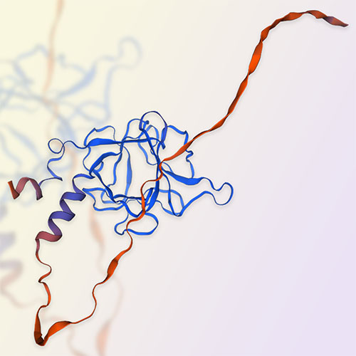 FGF9蛋白-ACROBiosystems百普赛斯