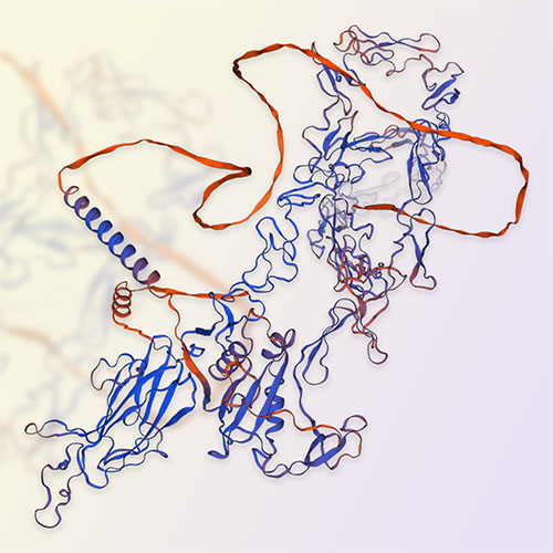 Jagged 1/CD339蛋白-ACROBiosystems百普赛斯