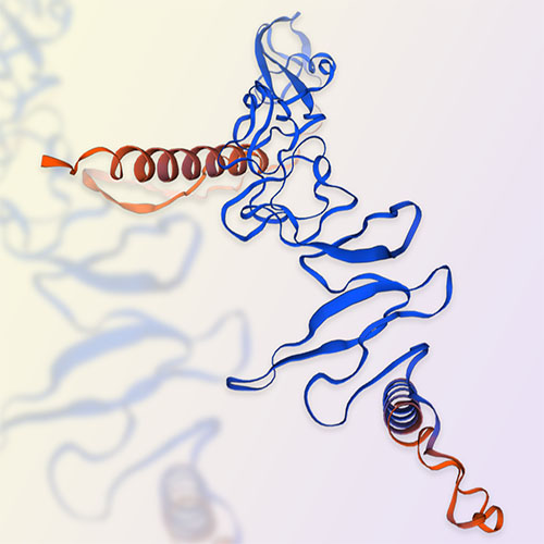 R-Spondin 3/RSPO3蛋白-ACROBiosystems百普赛斯