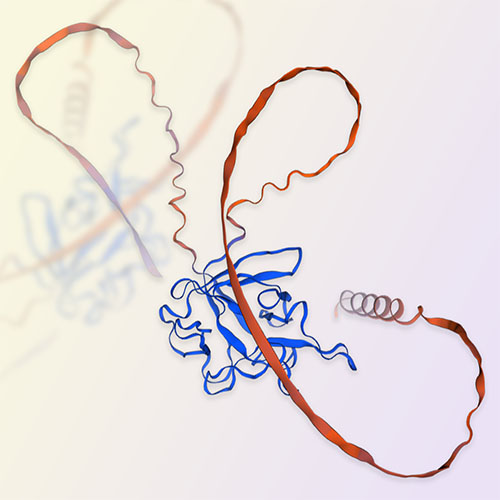 重组人FGF-5蛋白-ACROBiosystems百普赛斯