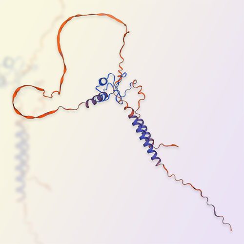 重组人CXCL16蛋白-ACROBiosystems百普赛斯