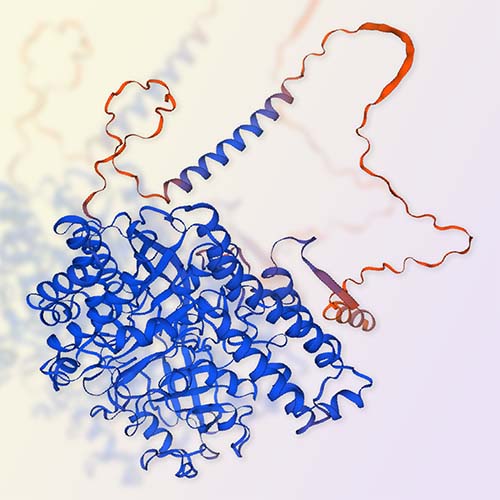 Transferrin R/CD71蛋白 ACROBiosystems百普赛斯