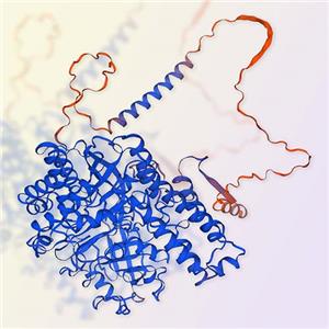 Transferrin R/CD71蛋白 ACROBiosystems百普赛斯