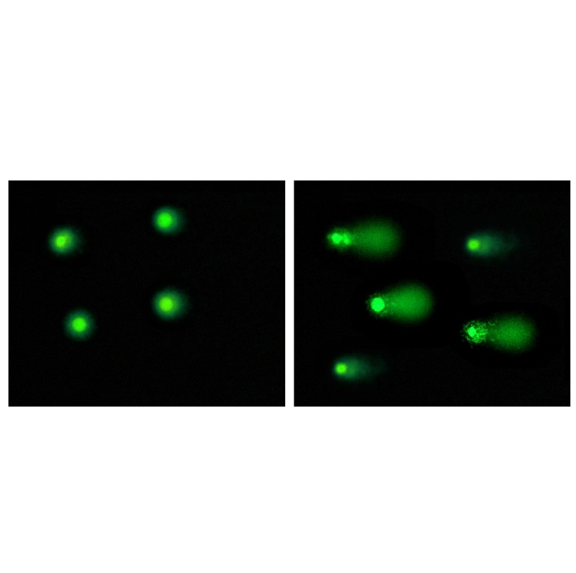 cellbiolabs彗星分析试剂盒（Comet Assay）