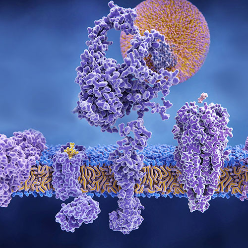 FGFR2重组蛋白，ACROBiosystems百普赛斯