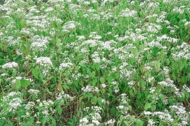 白花前胡甲素，质量保证，不满意就退款是我们的承诺