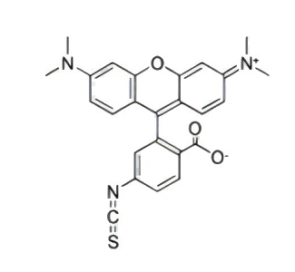 TRITC,四甲基罗丹明-5(6)异硫氰酸酯