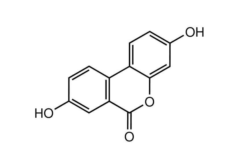 尿石素A 1143-70-0