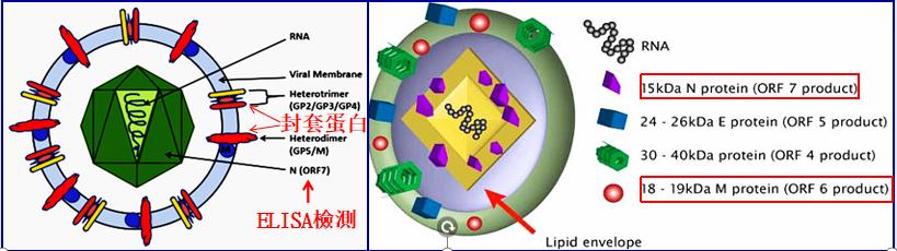 猪蓝耳病毒结构.jpeg