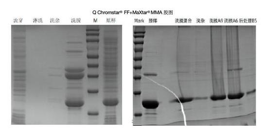 猪A型轮状病毒电泳.jpg