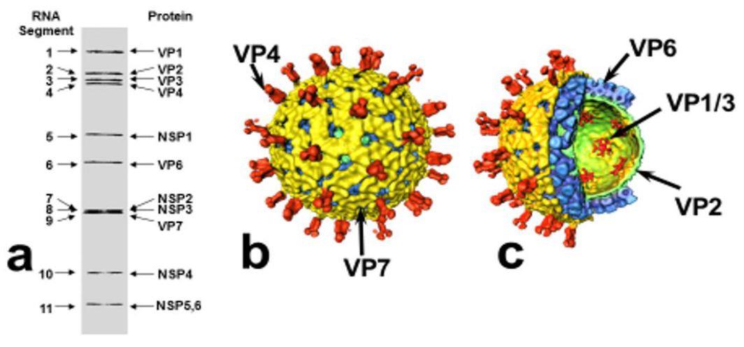 猪轮状病毒结构2.jpg