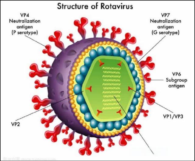 猪轮状病毒结构.jpg