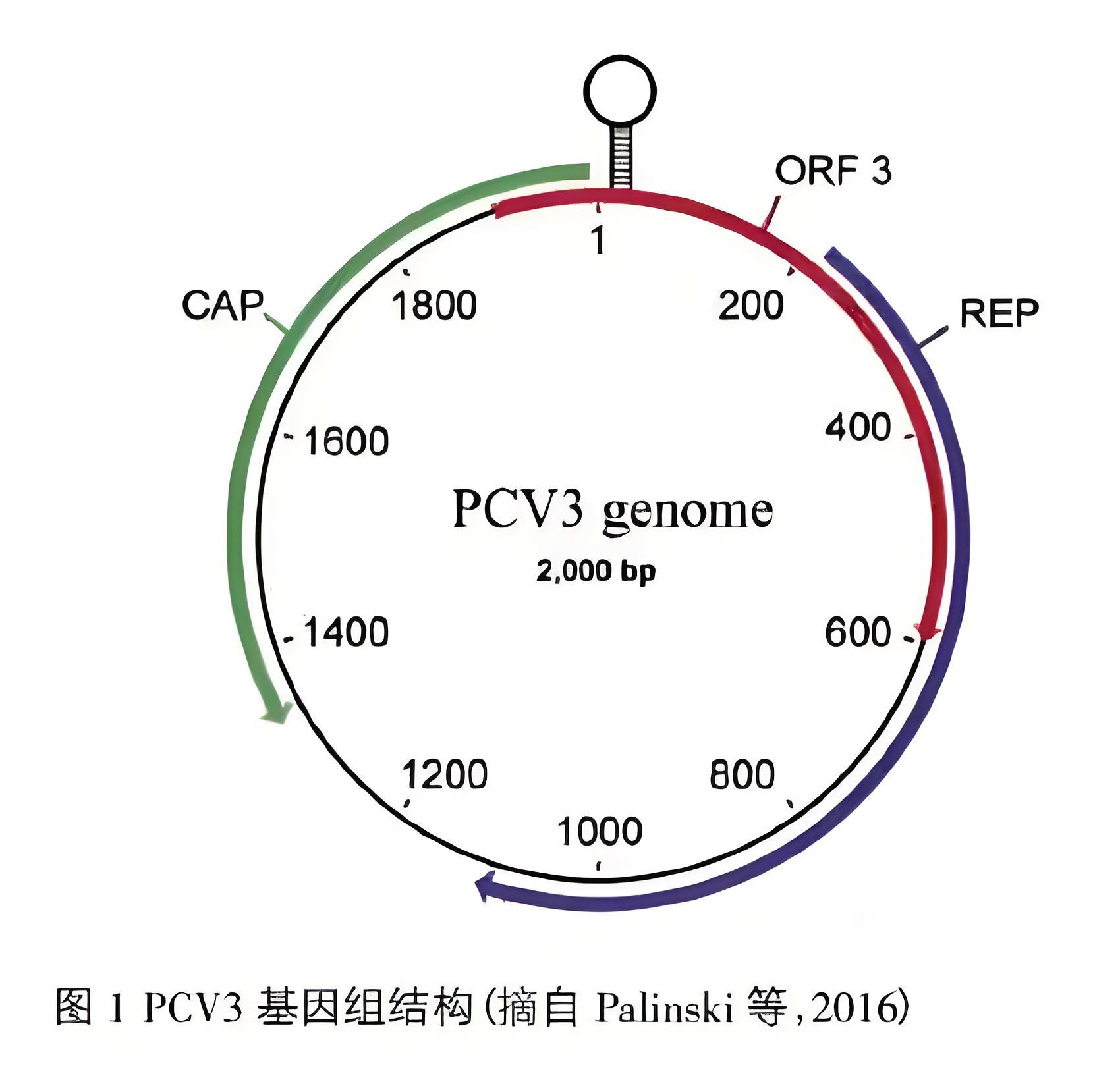 猪圆环病毒3型结构.jpg