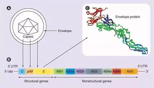 猪乙型脑炎病毒结构.jpeg