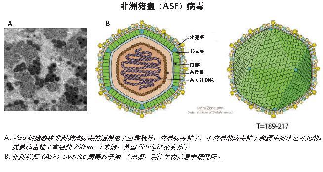 非洲猪瘟病毒细胞.jpg