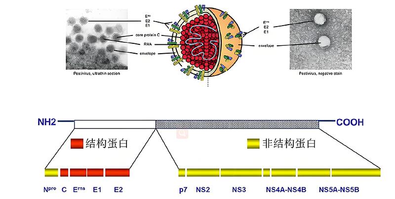 猪瘟病毒结构.jpg