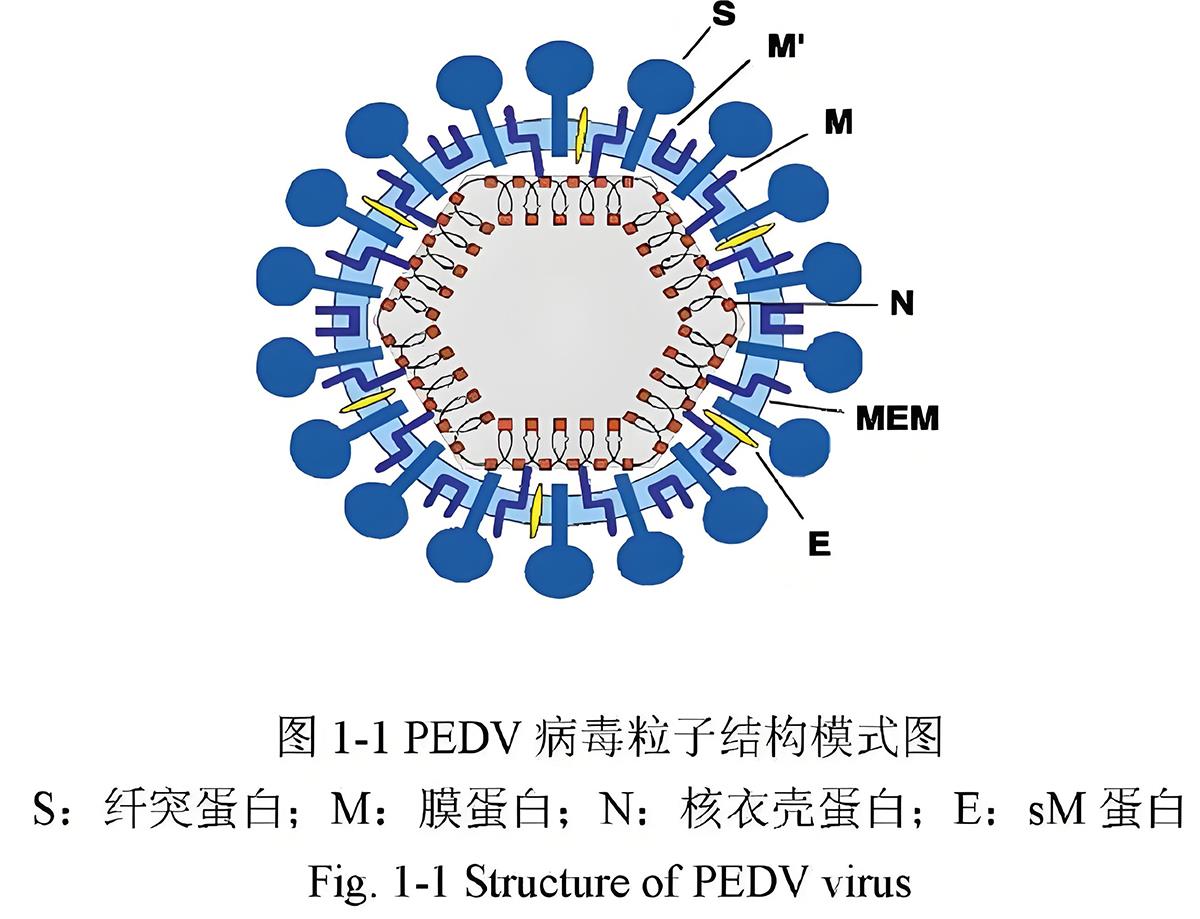 猪流行性腹泻结构.jpg