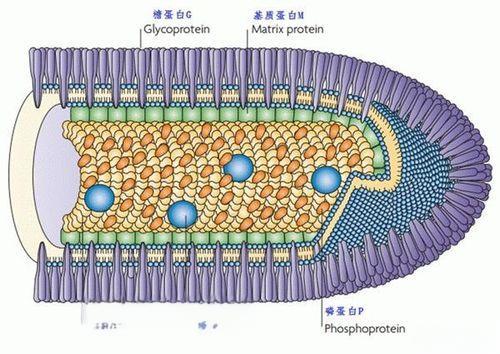 狂犬病毒蛋白结构.jpg