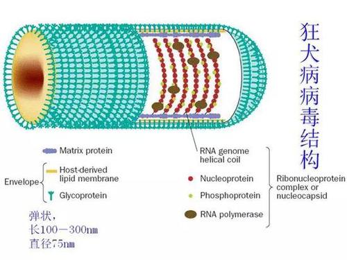 狂犬病毒蛋白结构.jpeg