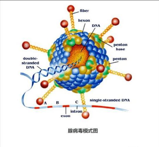 犬腺病毒结构.jpeg