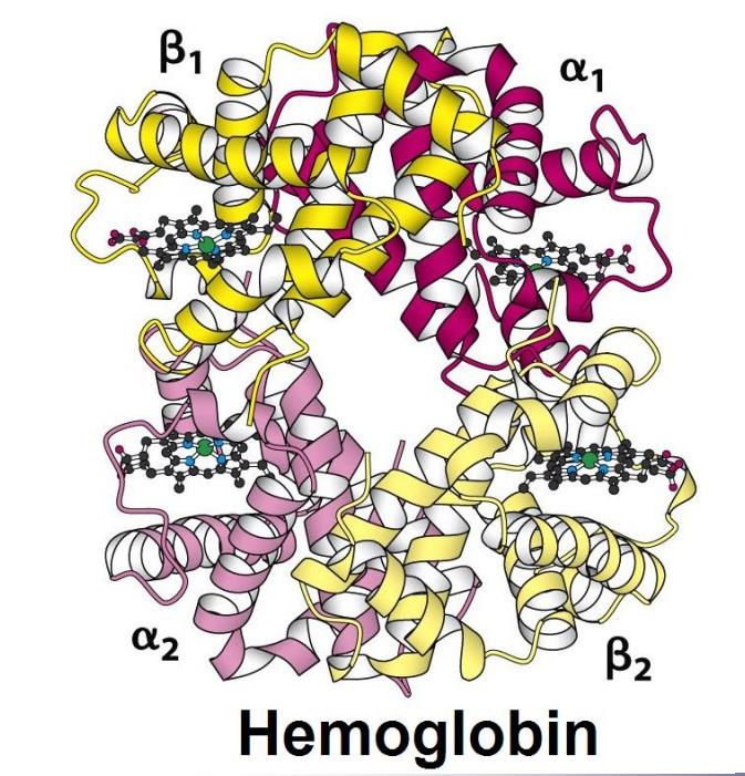 犬血红蛋白结构.jpeg