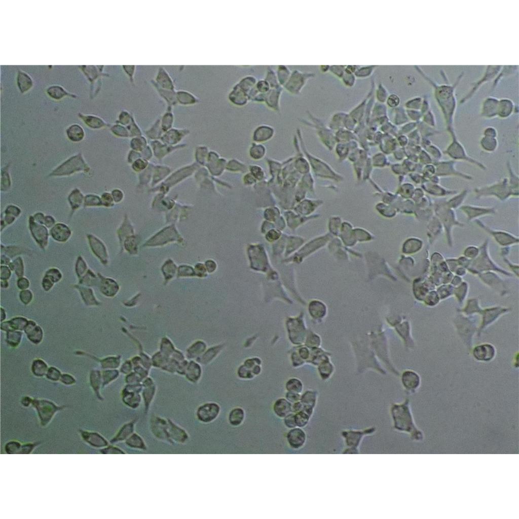 HPAC Cells人胰腺腺泡上皮癌细胞系(提供STR图谱)