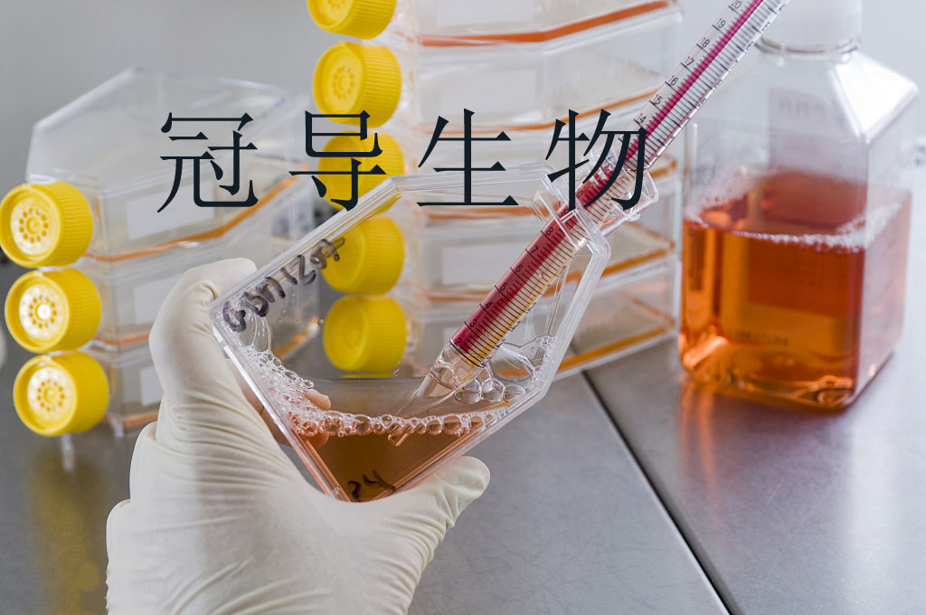 BC-3 Cells人淋巴瘤细胞系(提供STR图谱)