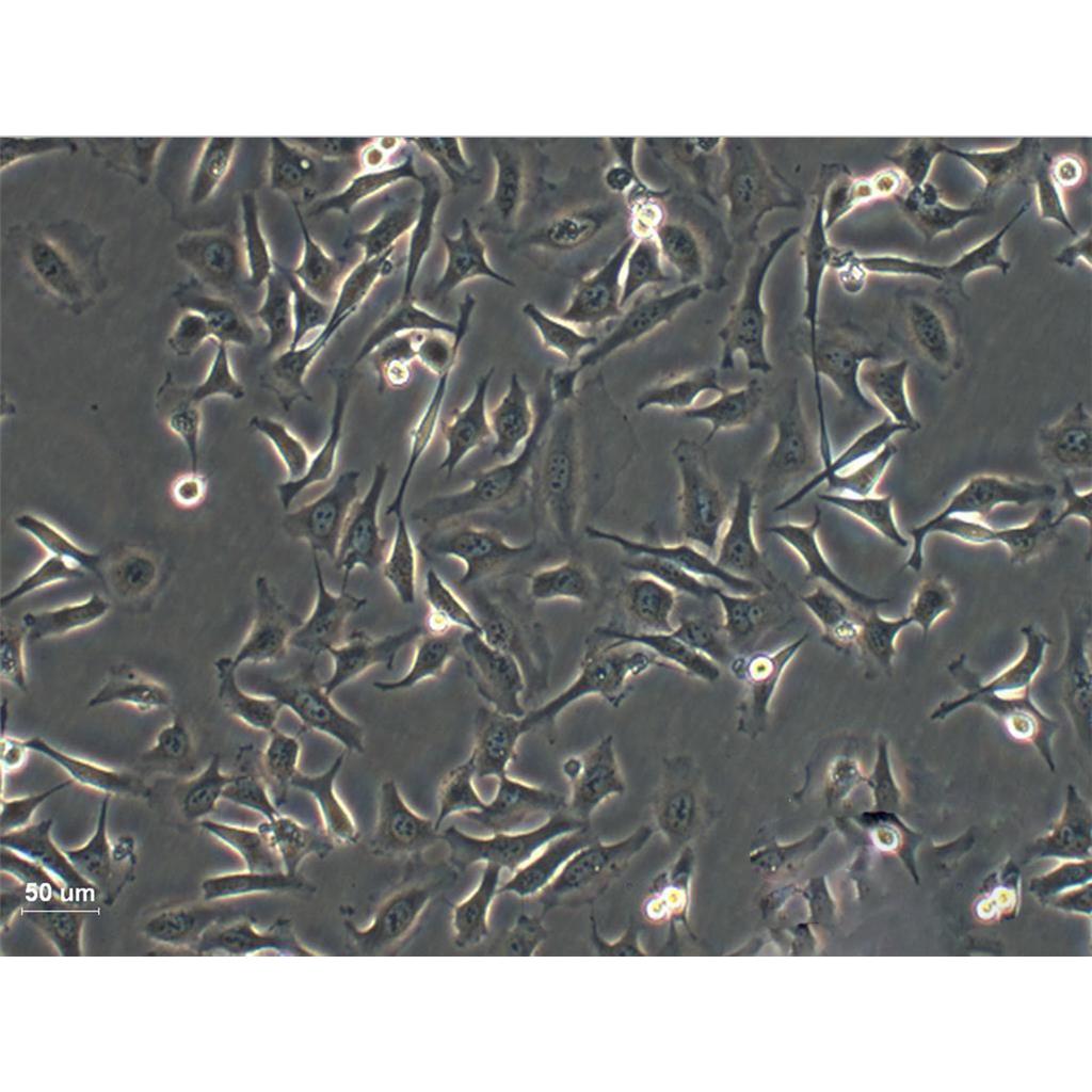 hCMEC/D3 Cells人脑微血管内皮细胞系(提供STR图谱)