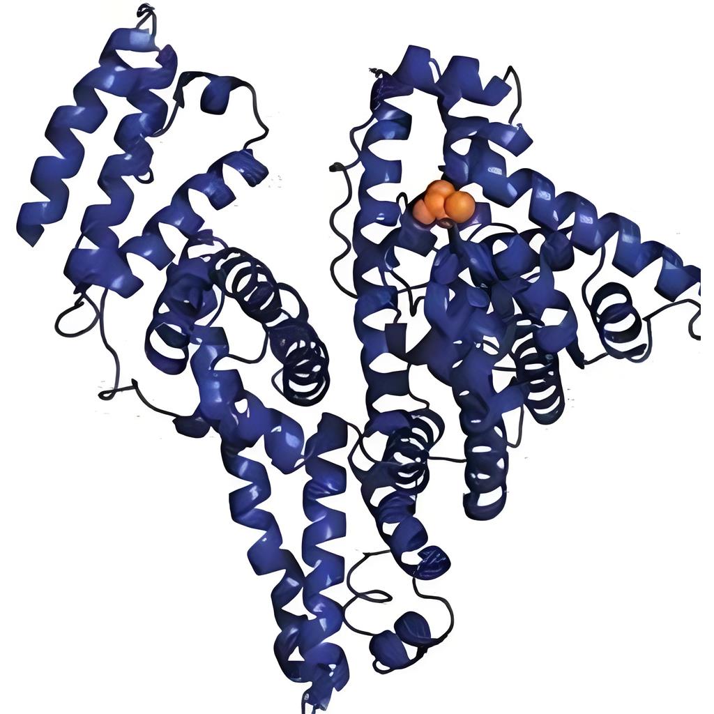 前列腺素单克隆抗体，前列腺素抗体，Prostaglandin（PG）抗体