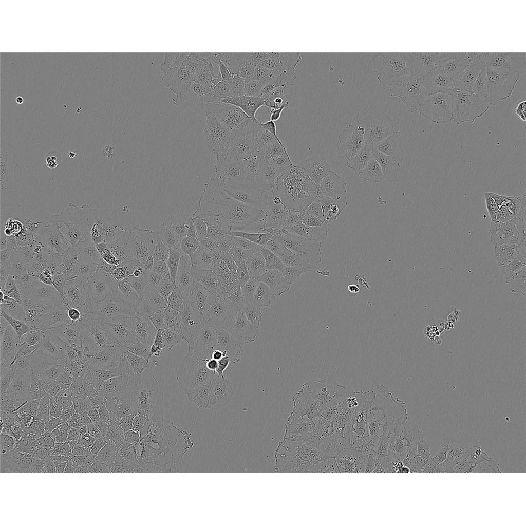 HBZY-1 Cells大鼠肾小球系膜细胞系(提供STR图谱)