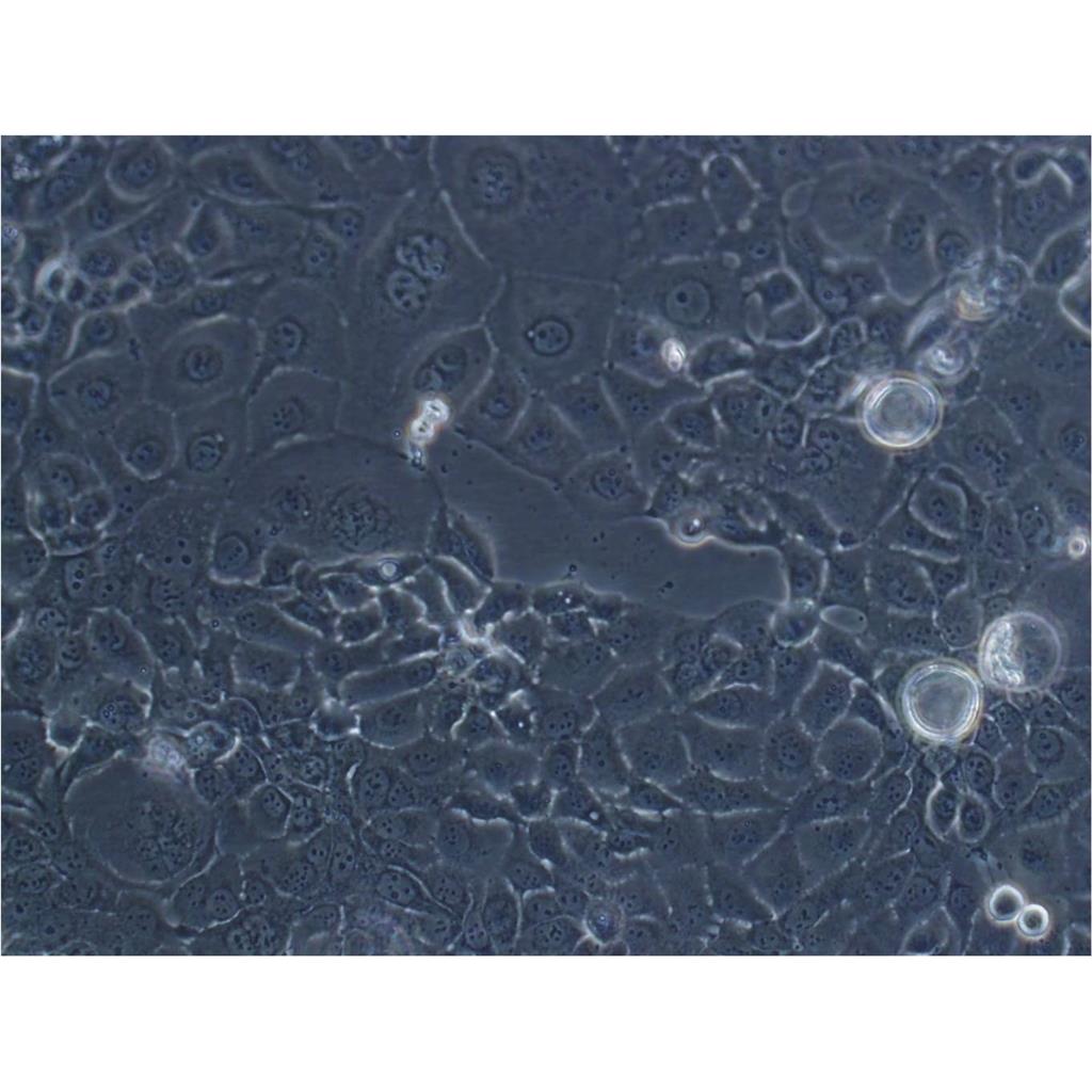 MLTC-1 Cells小鼠睾丸间质细胞瘤细胞系(提供STR图谱)