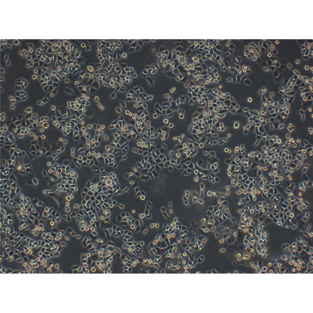 MC3T3-E1 Subclone 14 Cells小鼠颅顶前骨细胞亚克隆14细胞系(提供STR图谱)