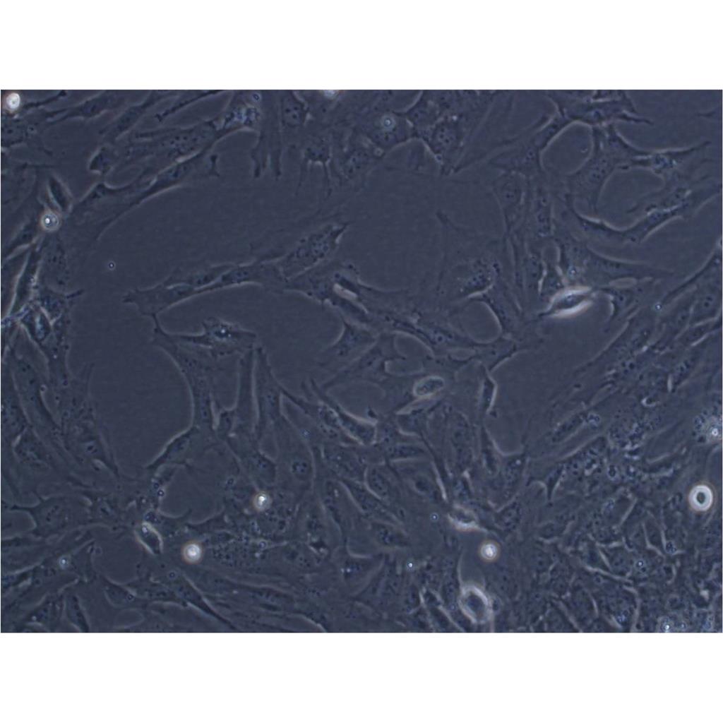 EMT6[EMT-6] Cells小鼠乳腺癌细胞系(提供STR图谱)