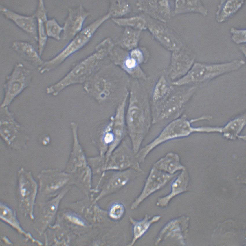 HCT 8 Cells人结直肠腺癌细胞系(提供STR图谱)