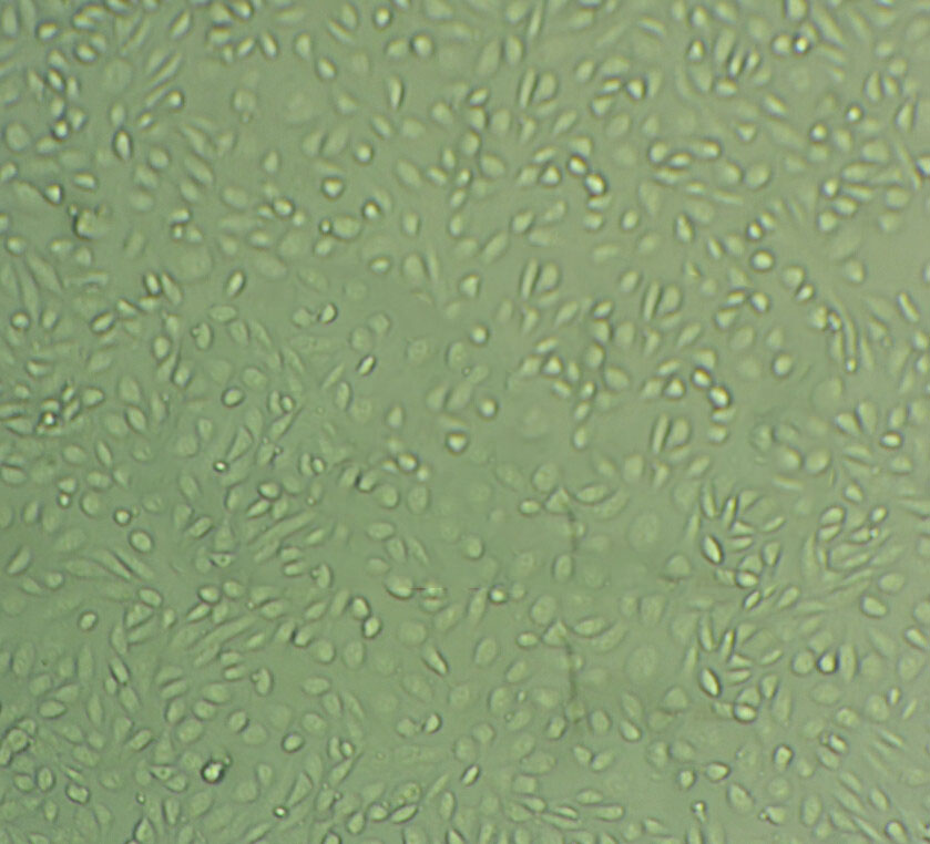 NCI H508 Cells人结肠直肠腺癌细胞系(提供STR图谱)