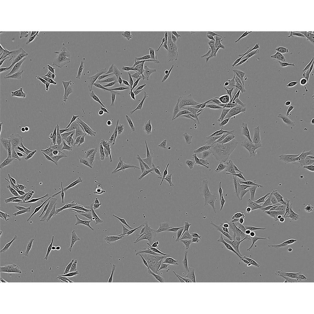 MSTO-211 H Cells人肺癌细胞系(提供STR图谱)