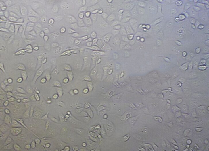 NCI.H460 Cells人大细胞肺癌细胞系(提供STR图谱)