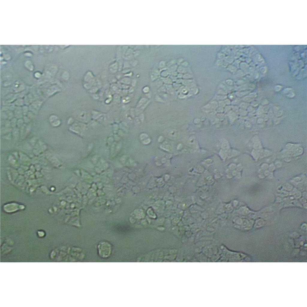 B16/F1 Cells小鼠黑色素瘤细胞系(提供STR图谱)