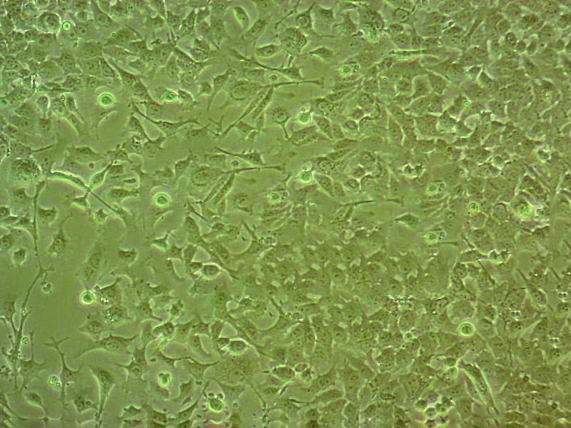 HepG2/C3A Cells人肝癌细胞系(提供STR图谱)