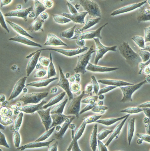 293A Cells人胚肾复苏细胞系(有STR鉴定图谱)