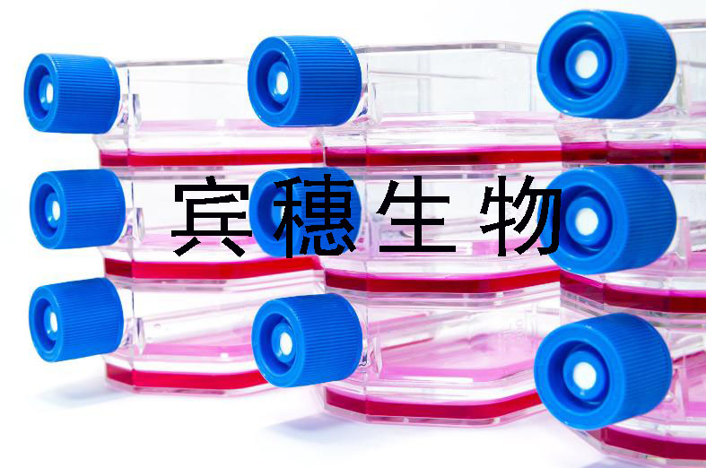 HUTU80 Cells#人十二指肠腺癌细胞系低代次|培养基|赠STR图谱