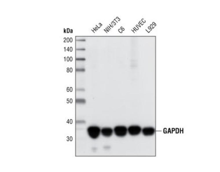 甘油醛-3-磷酸脱氢酶（GAPDH）（14C10）兔单克隆抗体