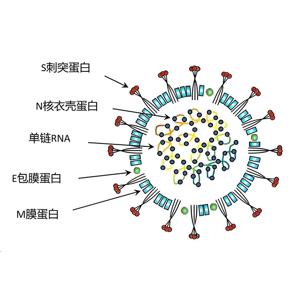 猫冠状病抗原，猫冠状病（ FCoV）蛋白，猫FCoV病毒抗原